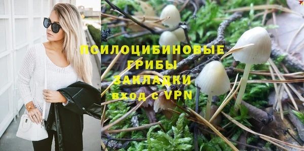 прущие грибы Долгопрудный